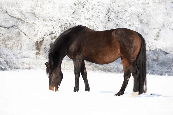 Yegua embarazada en la nieve — Foto de Stock