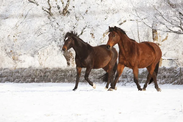 Dos caballos en la nieve — Foto de Stock