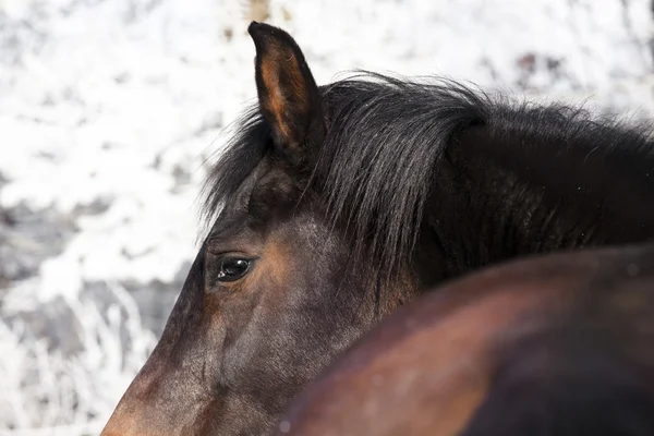 Horse in Winter — Stock Photo, Image