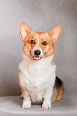Galce Corgi Pembroke üç renkli fotoğraf, kırmızı, gri arka planda sergi için. Dost canlısı köpek, gülümsüyor ve mutlu