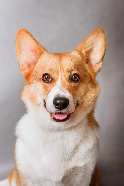 Foto des walisischen Corgi pembroke tricolor, rot, zur Ausstellung auf grauem Hintergrund. freundlicher Hund, lächelnd und glücklich — Stockfoto