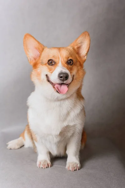 Foto des walisischen Corgi pembroke tricolor, rot, zur Ausstellung auf grauem Hintergrund. freundlicher Hund, lächelnd und glücklich — Stockfoto