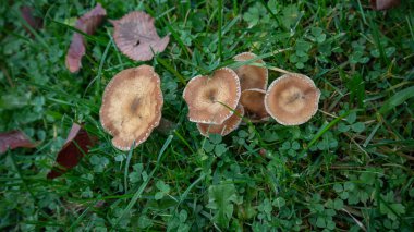 Doğal bir arka planda mantarlar, metin için bir yer var. Uzayı kopyala Mantar toplama konsepti.