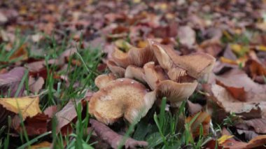 Mantar topluyorum. Sarı lastik çizmeli bir kız mantar topluyor. Yakın plan. Sonbahar konsepti. Mantar toplama konsepti.