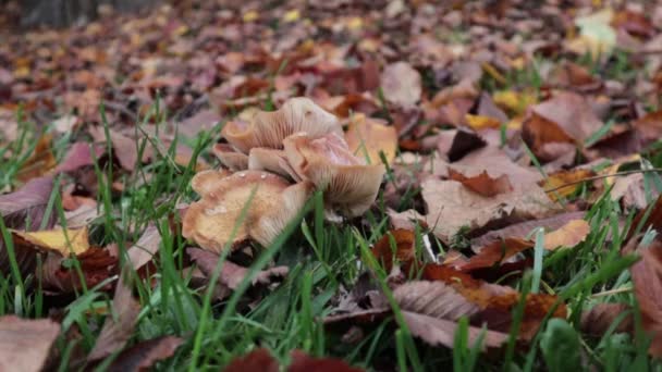 Сбор грибов. Девушка в жёлтых резиновых сапогах собирает грибы. Крупный план. Осенняя концепция. Концепция сбора грибов. — стоковое видео