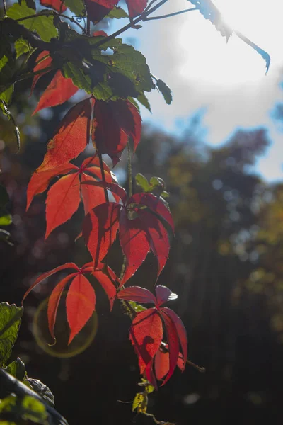 Divoké hrozny v podsvícení — Stock fotografie