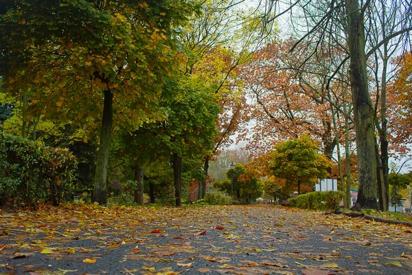 Parque de outono com caminho, com folhas amarelas. — Fotografia de Stock