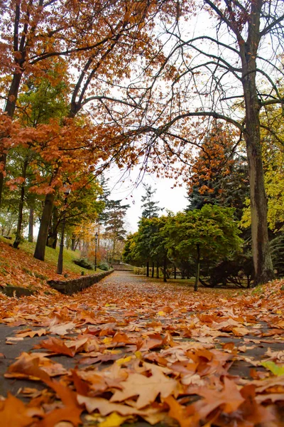 Herbstpark mit Pfad, mit gelben Blättern — Stockfoto