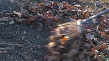 Kuru yaprakları tırmıkla temizliyorum. Yakın plan. Metin için yer var..