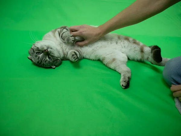 Cat on a green background. Chromakey. — Stock Photo, Image