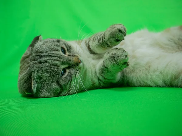 Cat on a green background. Chromakey. — Stock Photo, Image
