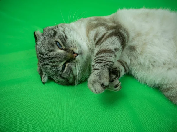 Cat on a green background. Chromakey. — Stock Photo, Image