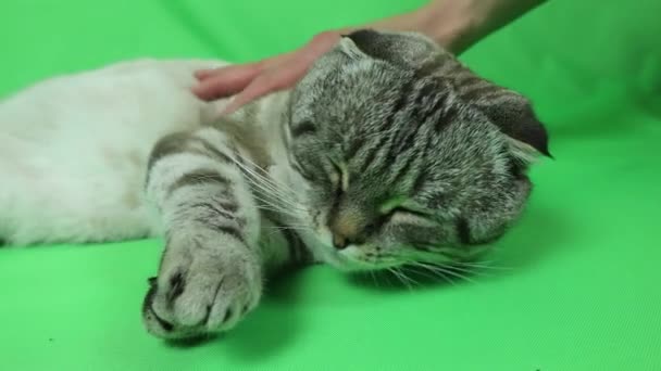 Cat on a green background. Chromakey. — Stock Video