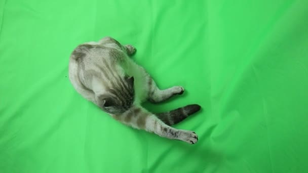 Cat on a green background. Chromakey. — Stock Video