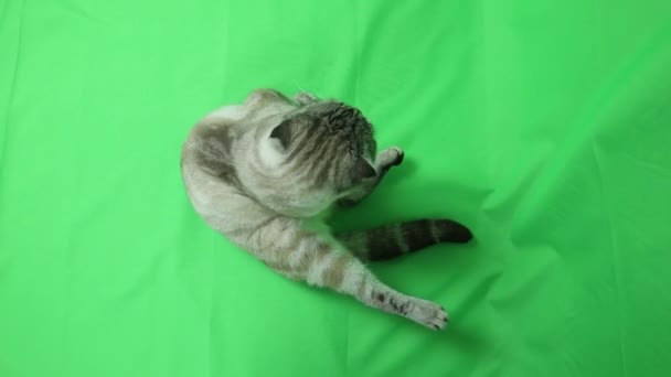 Cat on a green background. Chromakey. — Stock Video