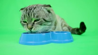 Katı yeşil arka planda kıvrık kulaklı bir kedi. Mesajın için yer aç. Boşluğu kopyala.