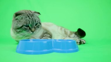 Katı yeşil arka planda kıvrık kulaklı bir kedi. Mesajın için yer aç. Boşluğu kopyala.