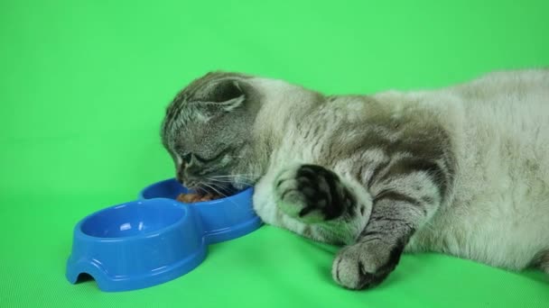 Gato Con Orejas Rizadas Sobre Fondo Verde Sólido Lugar Para — Vídeos de Stock