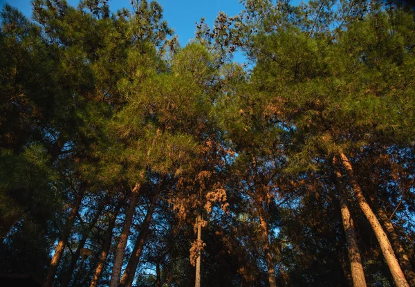 Широкий Снимок Высоких Сосен Лесу Дневное Время — стоковое фото