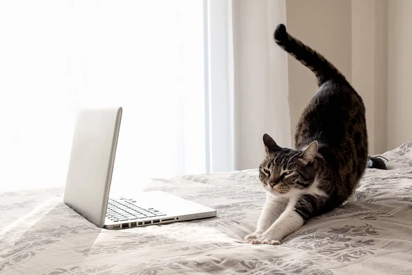 Gato Despierta Estirándose Cama Cerca Computadora Portátil Abierta — Foto de Stock