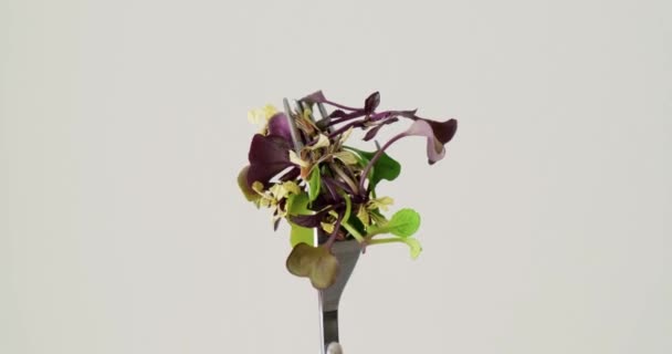 旋转叉子，带有新鲜的有机微绿色蔬菜和可食用的花和芽. — 图库视频影像