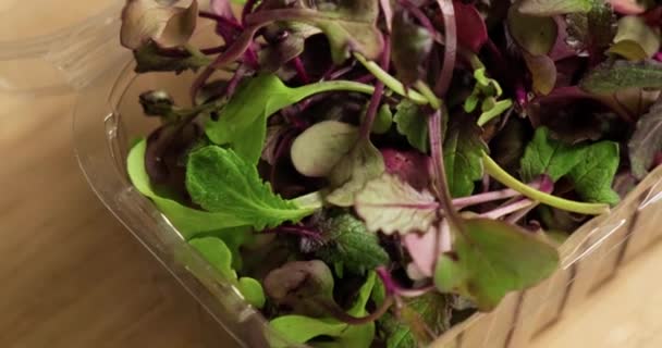 Microgreens comestíveis frescos de beterraba bebê na caixa de plástico. — Vídeo de Stock