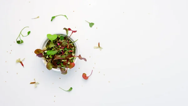 Vista Superior Diferentes Microgreens Fondo Blanco — Foto de Stock