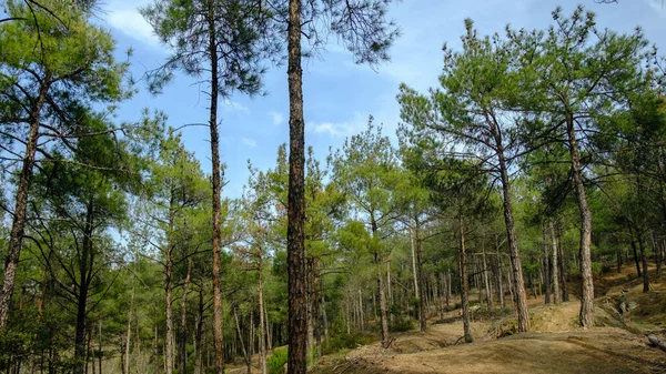 Caminho Pelas Colinas Majestosa Floresta Perene Norte Grécia Cena Primavera — Fotografia de Stock