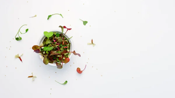 Vista Superior Diferentes Microgreens Fondo Blanco — Foto de Stock