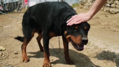 Dişi el okşayıcı Rottweiler