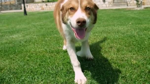 慢镜头 可爱的狗与人相遇 狗走向摄像机 — 图库视频影像