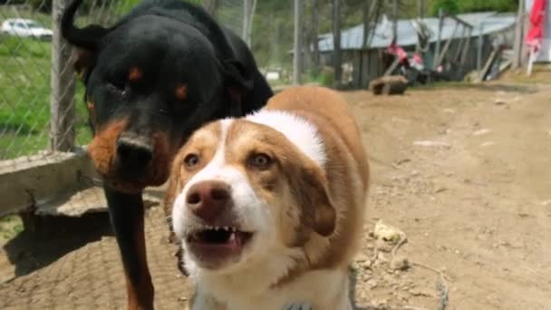 Imagens Câmera Lenta Cães Bonitos Conhecer Homem Cães Indo Para — Vídeo de Stock