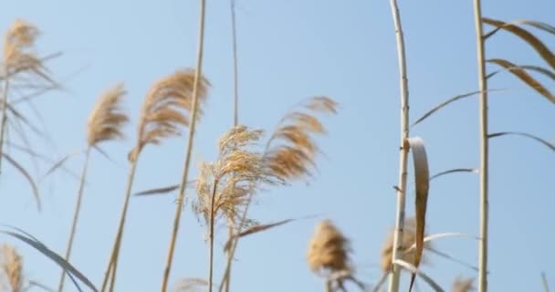 Крупним Планом Відео Про Жовте Пшеничне Сільськогосподарське Поле — стокове відео