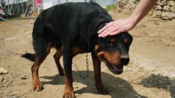 Mão Feminina Acariciando Rottweiler — Vídeo de Stock