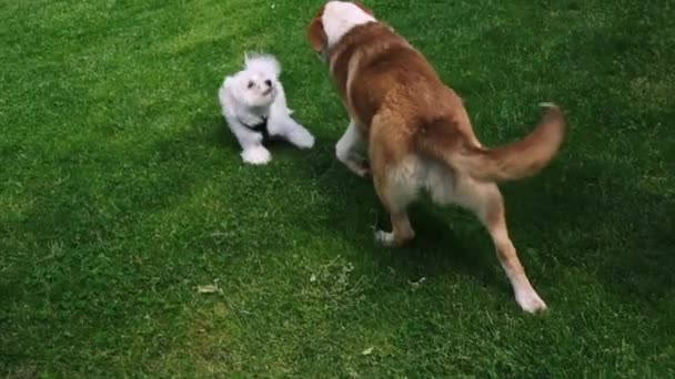 Cachorros Bonitos Brincando Gramado — Vídeo de Stock