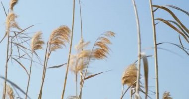 Sarı buğday tarlasının yakın çekim görüntüleri.