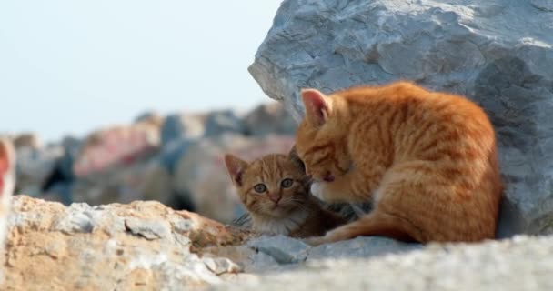 Cats Resting Sun Rocky Seashore — Stock Video