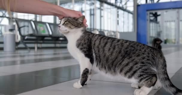Női Kéz Simogatás Egy Macska Repülőtéren — Stock videók