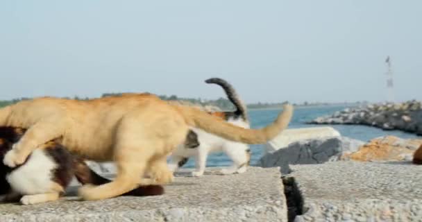 Γάτες Αναπαύονται Στον Ήλιο Στη Βραχώδη Ακτή — Αρχείο Βίντεο