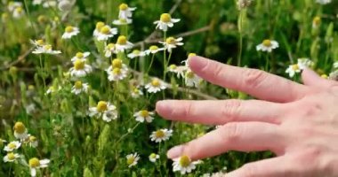 Papatya tarlasında kadın eli güzel papatyalara dokunuyor.