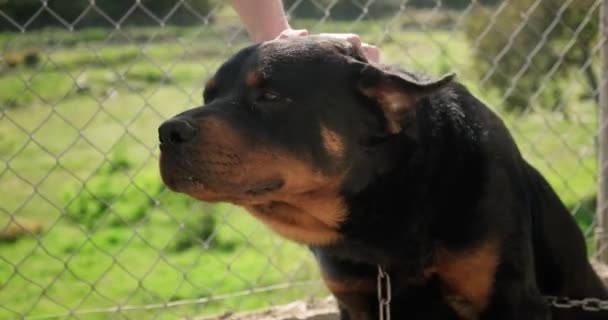 Mano Femminile Graffiare Dietro Orecchio Rottweiler — Video Stock