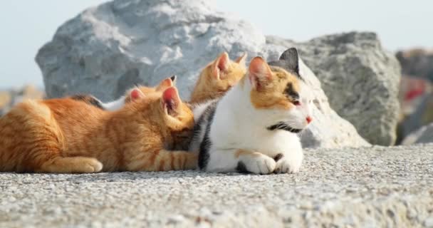 Gatos Están Descansando Sol Costa Rocosa — Vídeos de Stock