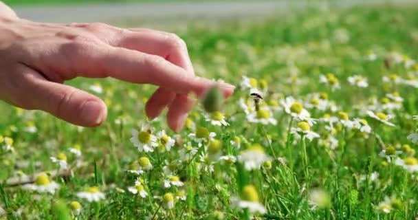 女性的手触摸着甘菊地里美丽的小洋甘菊 — 图库视频影像