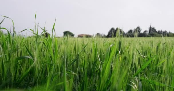 Panning záběr zemědělství pole se zelenou pšenicí proti venkovské domy. — Stock video