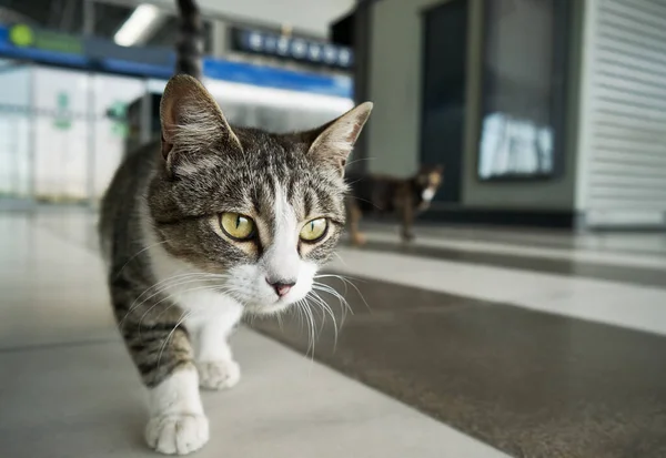 Gato Andando Aeroporto Vazio Durante Bloqueio Coronavírus Salónica Grécia — Fotografia de Stock