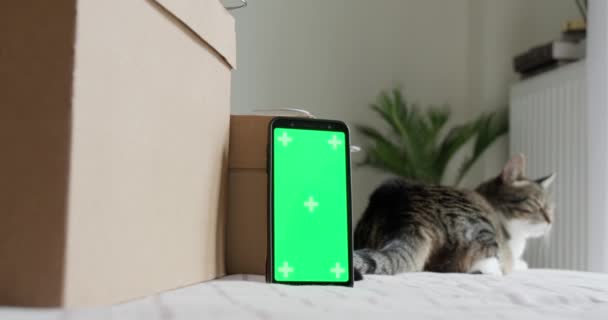 Smartfon Zielony Ekran Makieta Pobliżu Pudełek Kota Leżącego Łóżku Szablon — Wideo stockowe