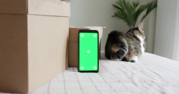 スマートフォンの緑の画面は カード収納ボックスや猫のベッドの上に横たわる近くのモックアップ 広告のためのテンプレート オンラインショッピングのコンセプト — ストック動画