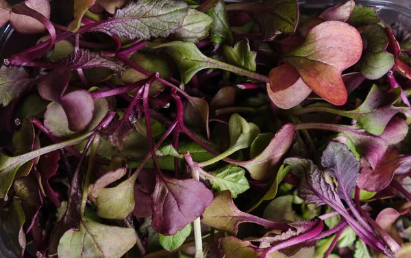 Hasat edilen Rambo Turp mikroyeşilliklerinin en üst görüntüsü. Süper yiyecek konsepti. 