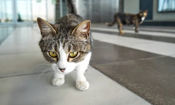 Cat Sitting Empty Airport Coronavirus Lockdown Thessaloniki Greece — Stock Photo, Image