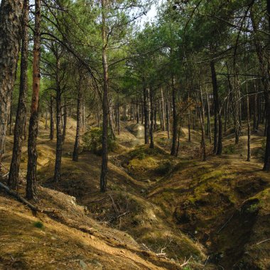 Kuzey Yunanistan 'daki görkemli yemyeşil ormanın tepelerinden geçen yol. Idyllic bahar sahnesi
